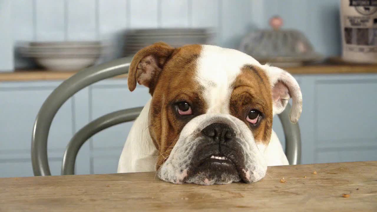 4 Paws Butcher Shop project thumbnail